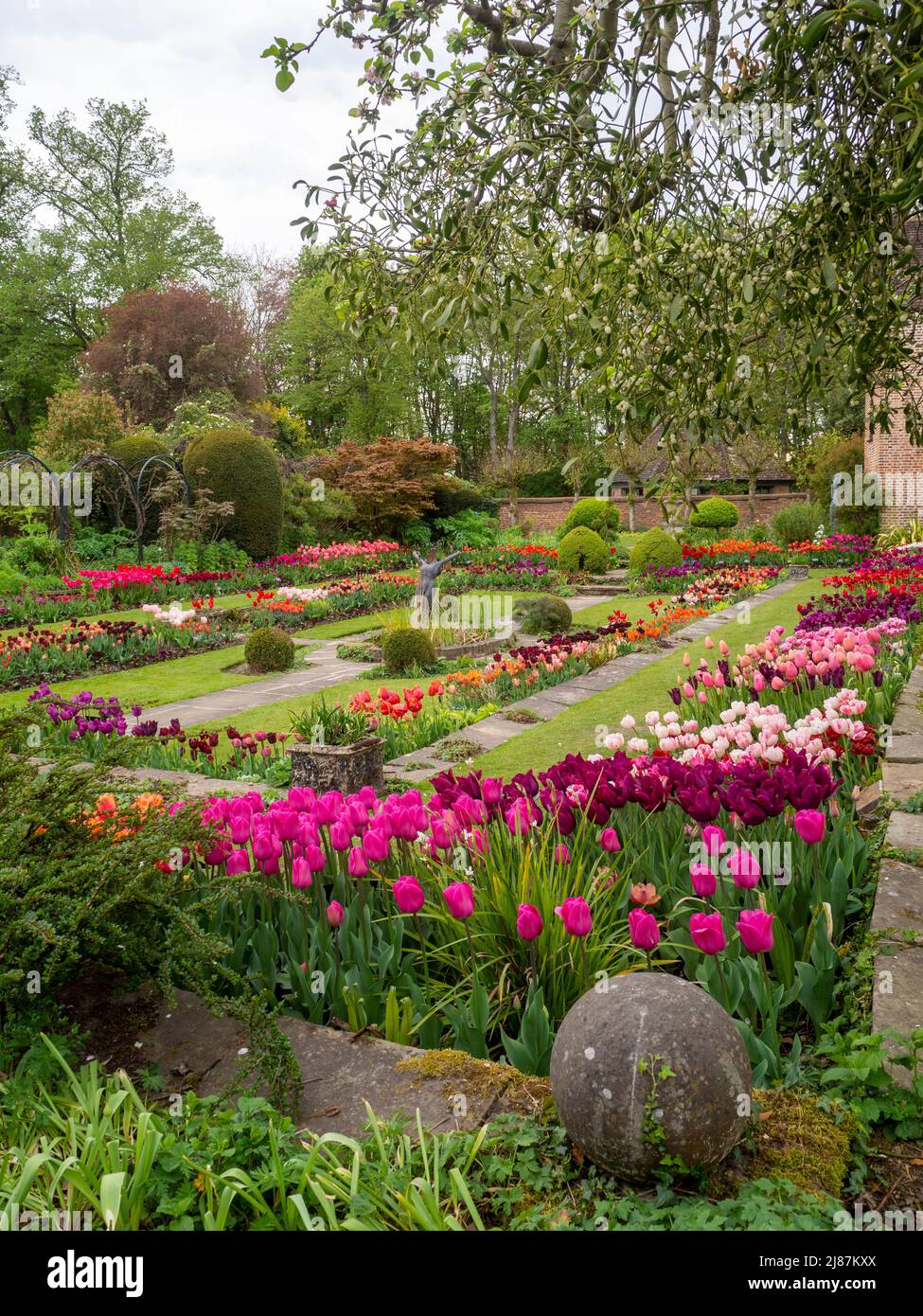 Chenies Manor Garden; vista ritratto del vivace tulipano del giardino affondato preso dall'albero di mele Bramley con la vischio sovrastante. Foto Stock