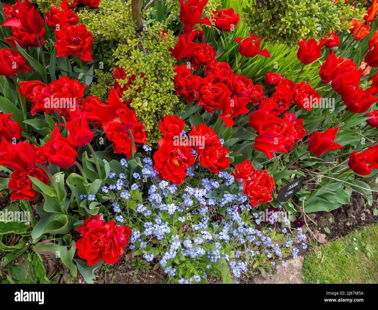 Chenies Manor Garden.Tulipa 'Isaak Chic' e Tulipa 'Red Princess' con blu Myosotis e Box Bush foglie al contrasto; vibrante Sunken giardino display. Foto Stock