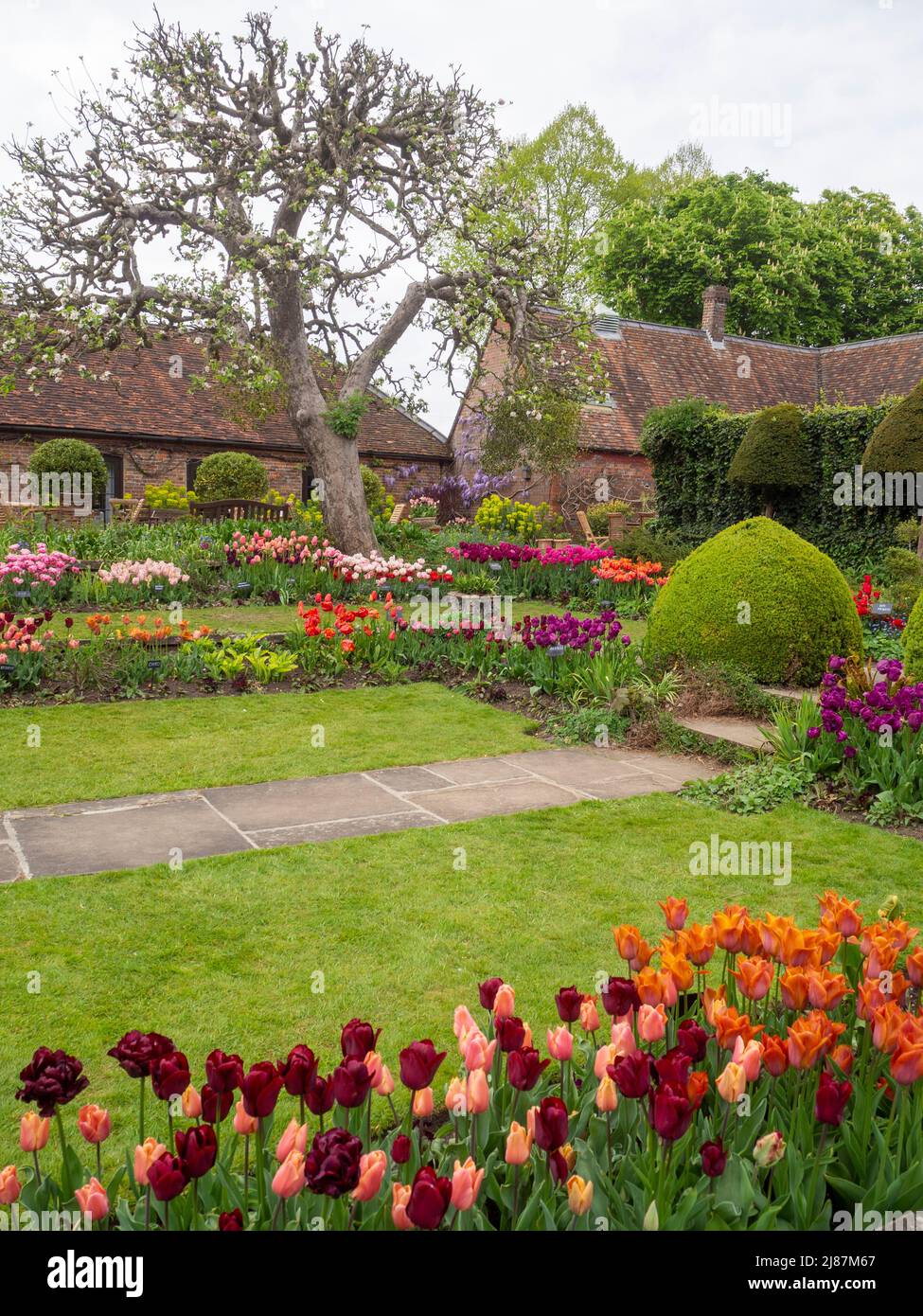 Chenies Manor Garden.Portrait vista del bellissimo giardino Sunken con molte varietà di tulipani chiamati. Foto Stock