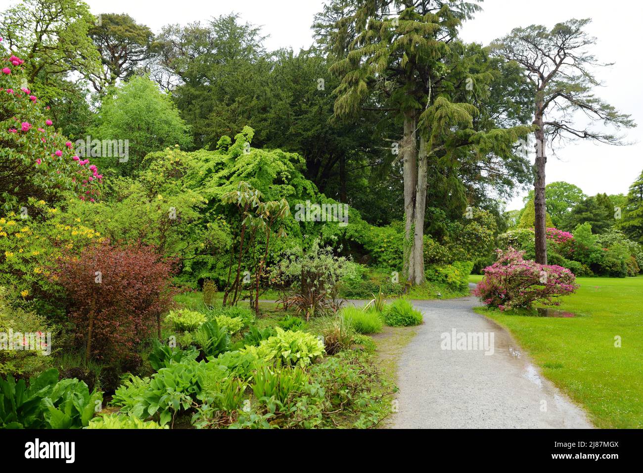 Bella vegetazione nei giardini di Muckross House, arredato 19th-secolo palazzo tra montagne e boschi, County Kerry, Irlanda. Foto Stock