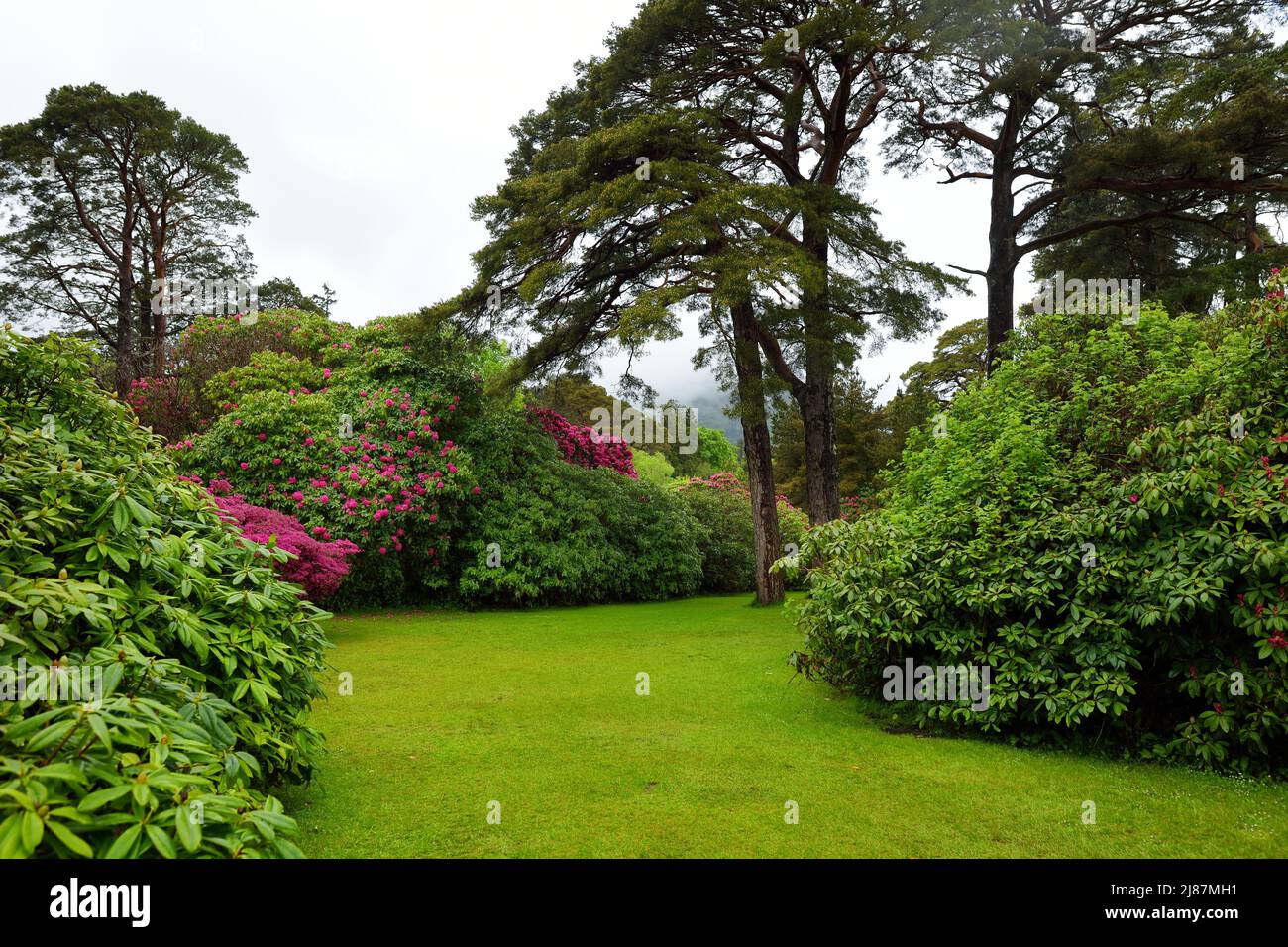 I bei cespugli di azalea fioriscono nei giardini di Muckross House, palazzo arredato del 19th-secolo adagiato tra montagne e boschi, County Kerry, IR Foto Stock