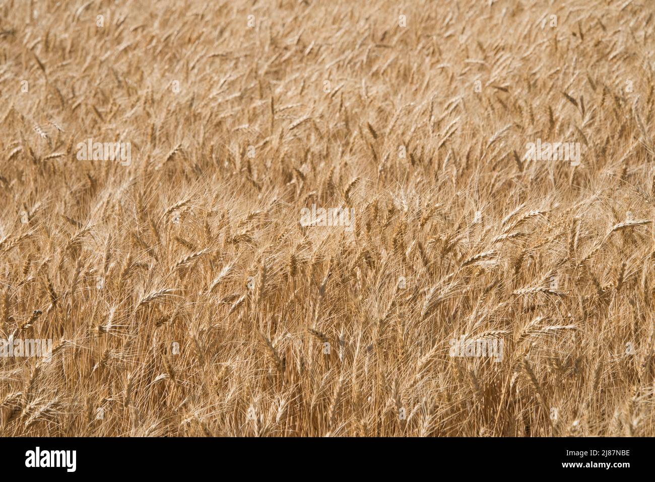 Da vicino di teste di grano dorato maturo, Menan, Idaho, USA Foto Stock