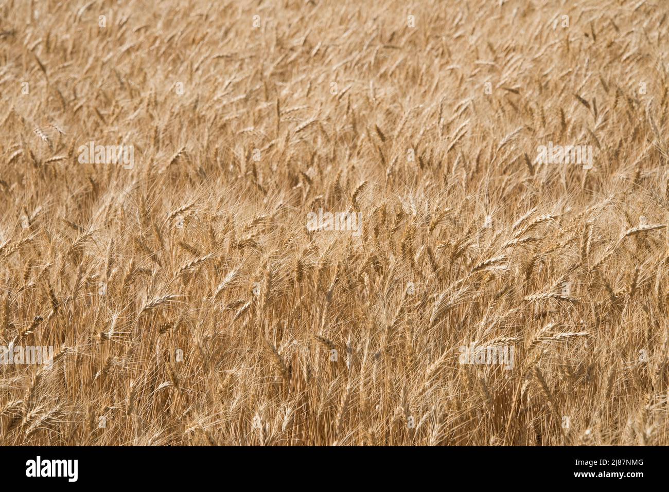 Da vicino di teste di grano dorato maturo, Menan, Idaho, USA Foto Stock