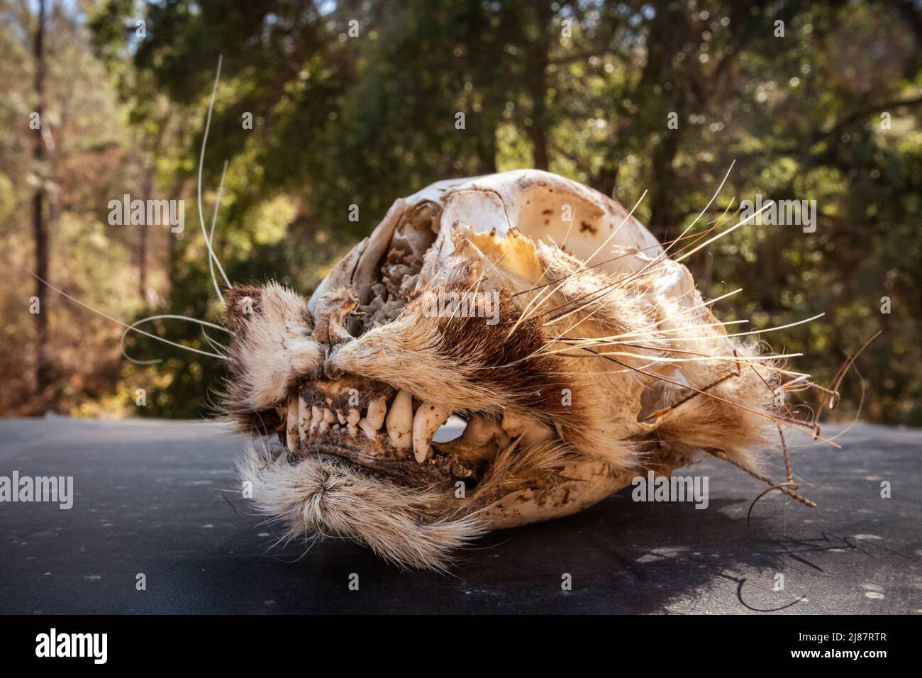 Un teschio di bob trovato nei boschi mentre fuori caccia. Foto Stock