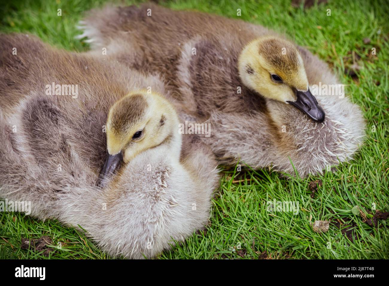 I pulcini di oca del bambino carino sono goslings su un giorno di primavera che riposa dall'erba Foto Stock