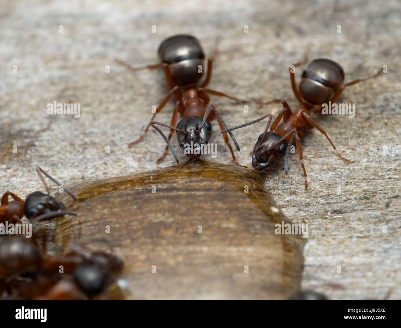 Primo piano di due formiche carpentiere, Camponotus vicinus, bere miele Foto Stock