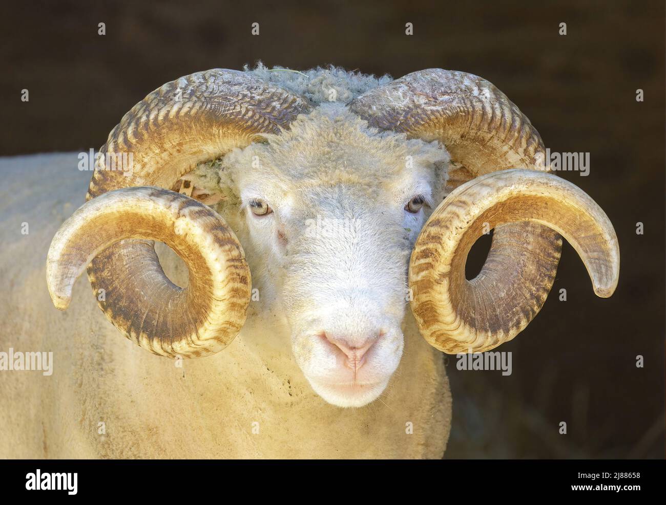 Headshot RAM pecora adulto. Penna animale in Nord America. Foto Stock
