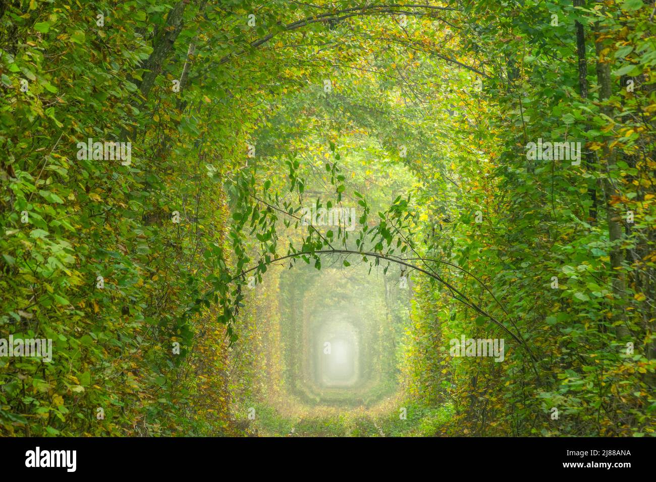 Ucraina. Estate nella regione di Rivne. Ferrovia nella foresta densa decidua. "Tunnel dell'amore" Foto Stock