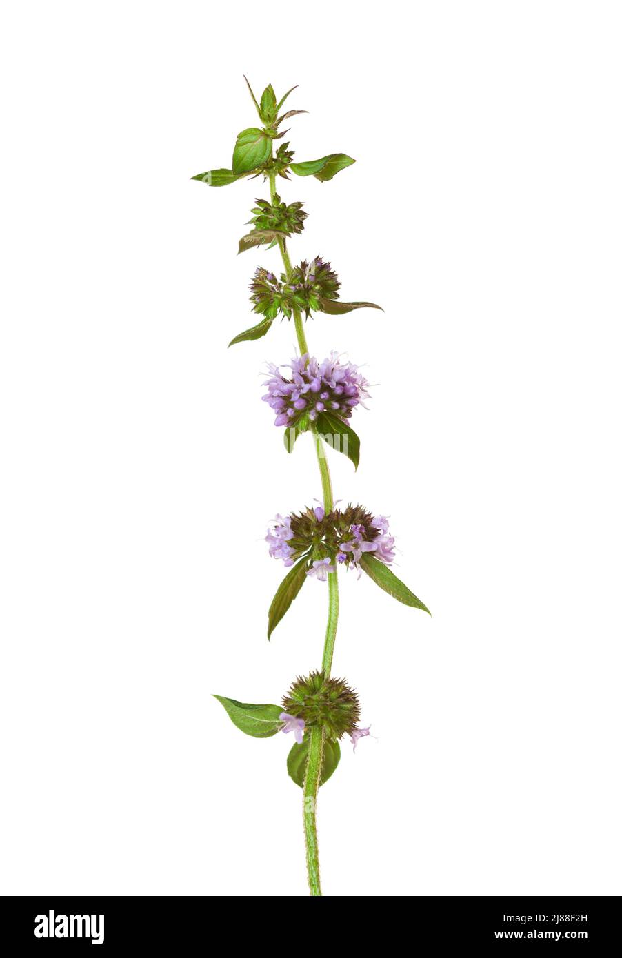 Rametto di Mennha arvensis con piccoli fiori isolati su sfondo bianco. Campo Mint o Wild Mint. Messa a fuoco selettiva. Foto Stock