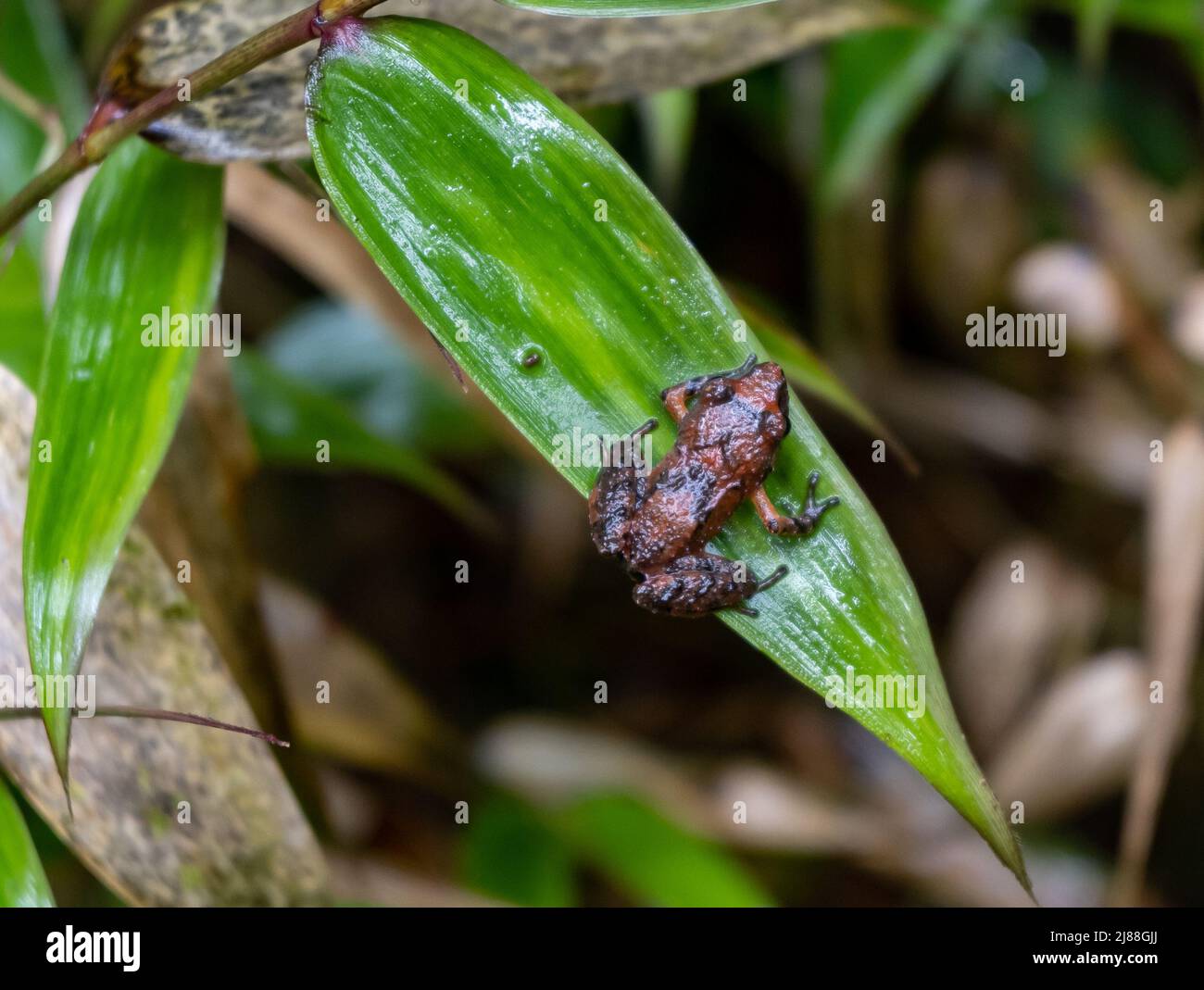 Una piccola rana rossa nella foresta pluviale. Colombia, Sud America. Foto Stock