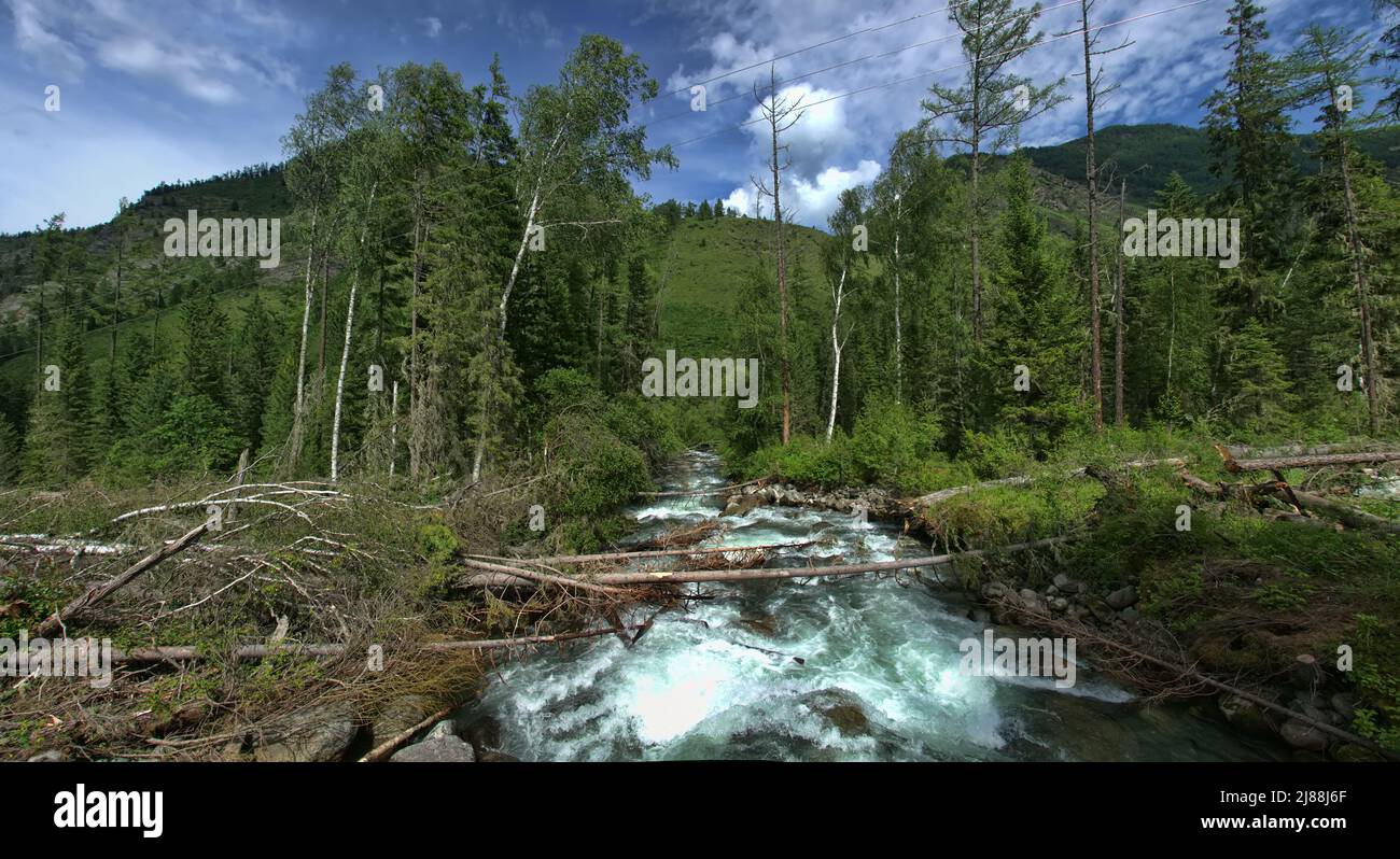 Industria forestale. Perdita di legno in tronchi. Tronco di albero (fusto delimitato) è tagliato e tosato (legno rotondo), e la parte superiore è gettata nella foresta. Deforesta Foto Stock