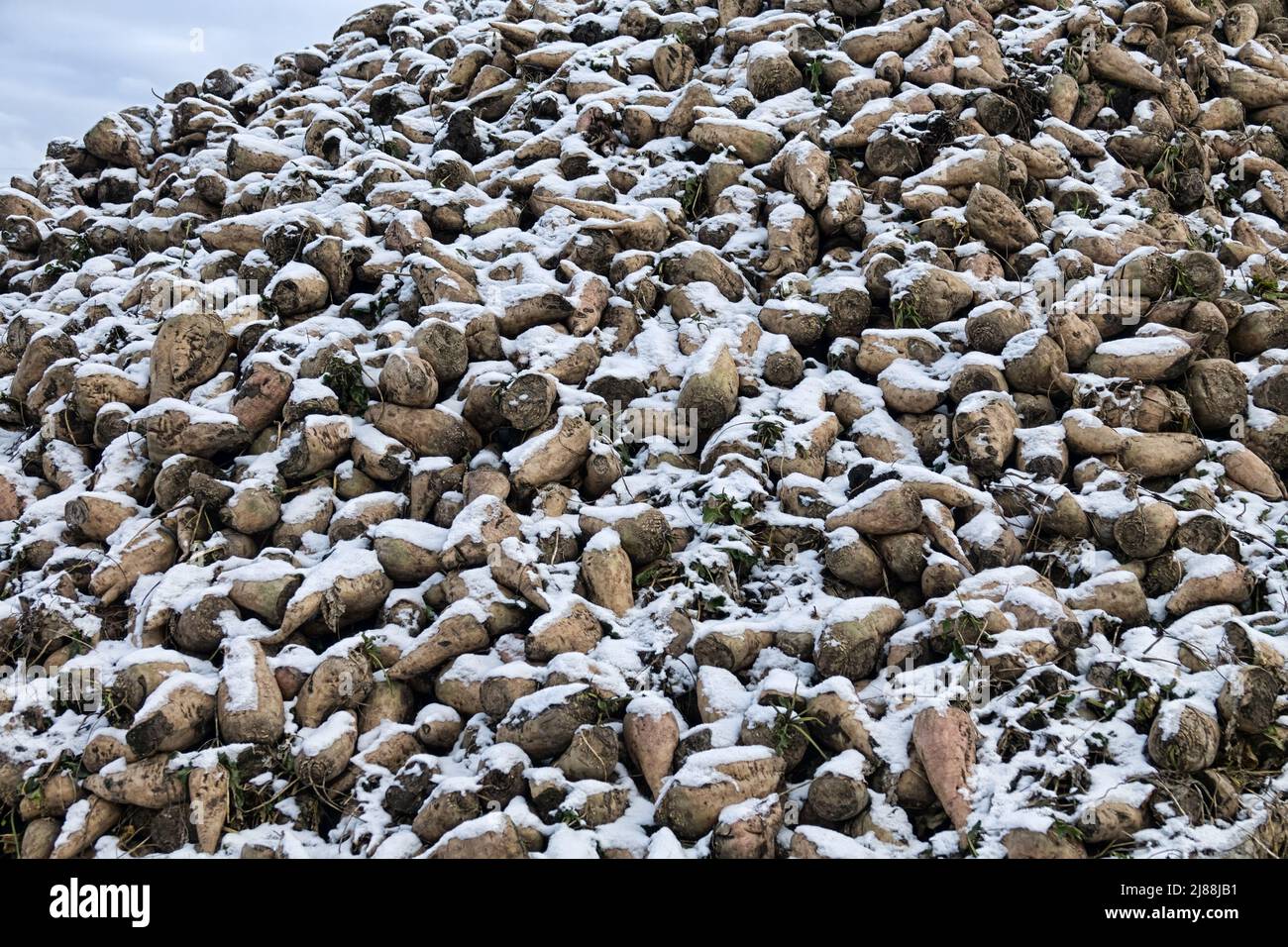 Coltivazione della barbabietola da zucchero, olericoltura. Raccolto di radice è raccolto prima delle gelate e raccolto in mazzo di deposito (banca esterna), deposito è befor intermedio s. Foto Stock