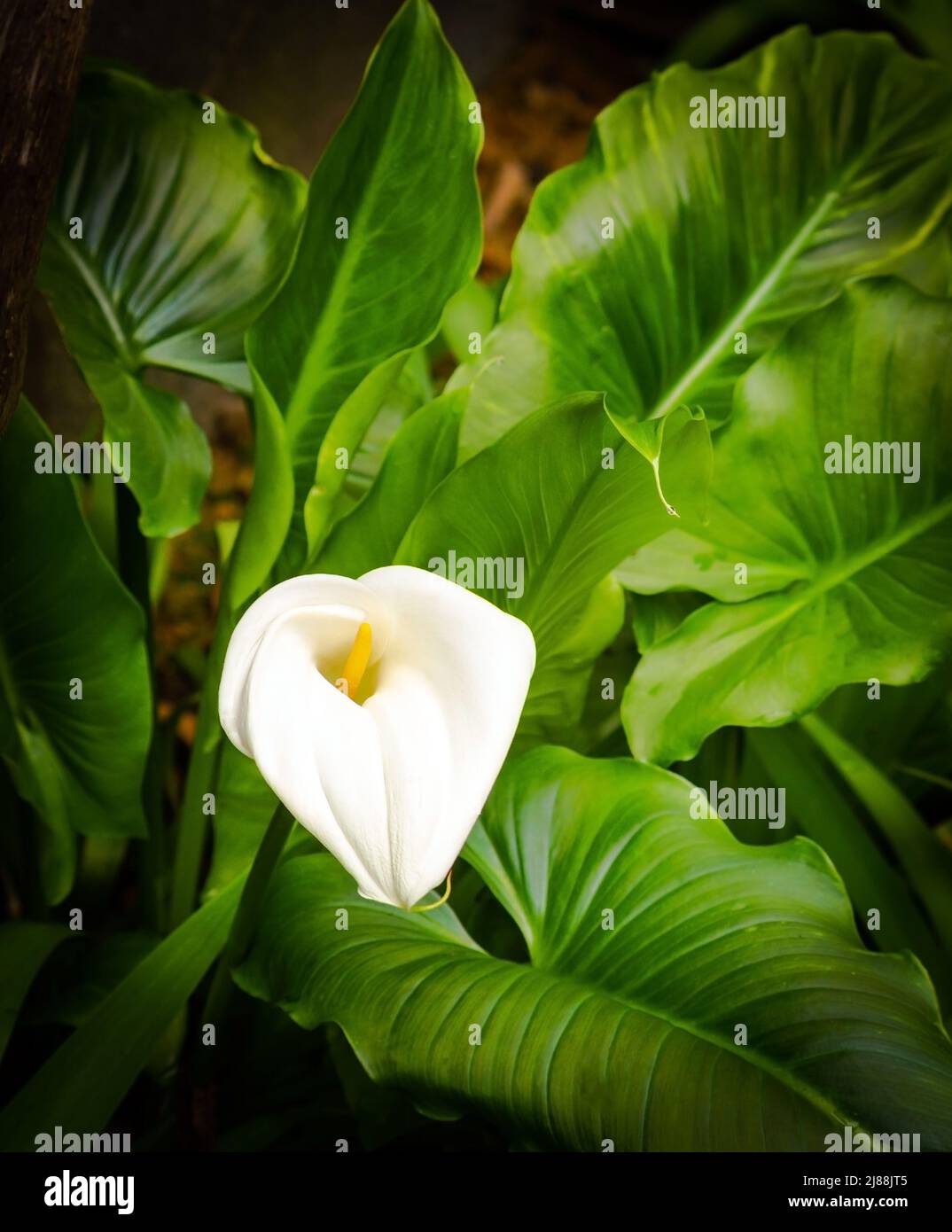 Calla - un delicato fiore bianco con un centro giallo sullo sfondo di foglie verdi fresche Foto Stock