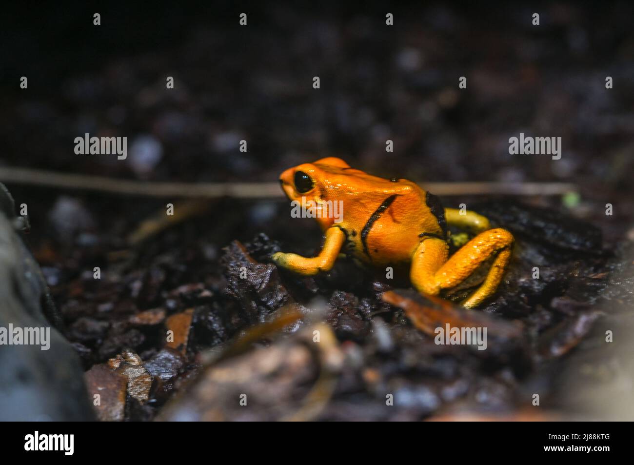 Golden veleno frana (Phyllobates terrobilis). Rana tropicale che vive in Sud America. Foto Stock