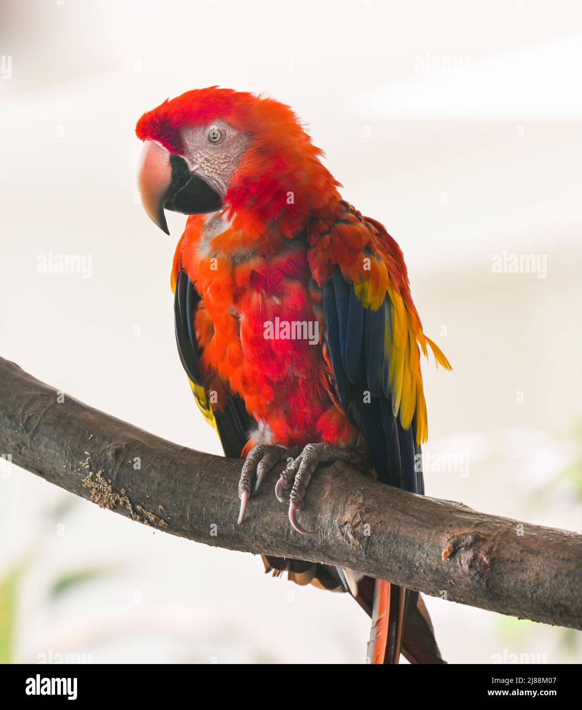 Il macaw scarlatto (Ara macao) è un pappagallo sudamericano grande, rosso, giallo e blu Foto Stock