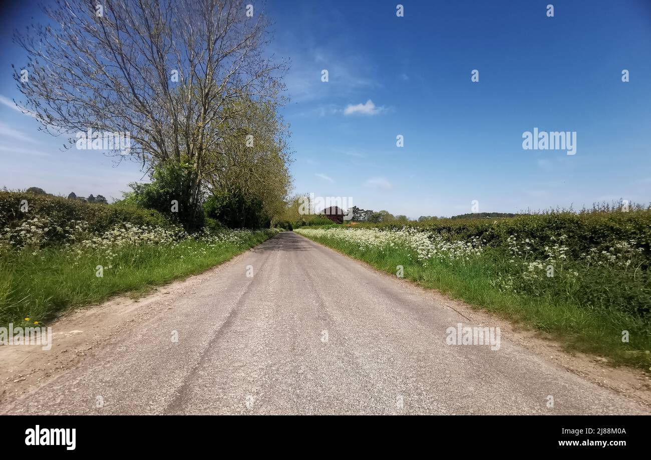 Strada di campagna o corsia che porta alla distanza con spazio di copia Foto Stock