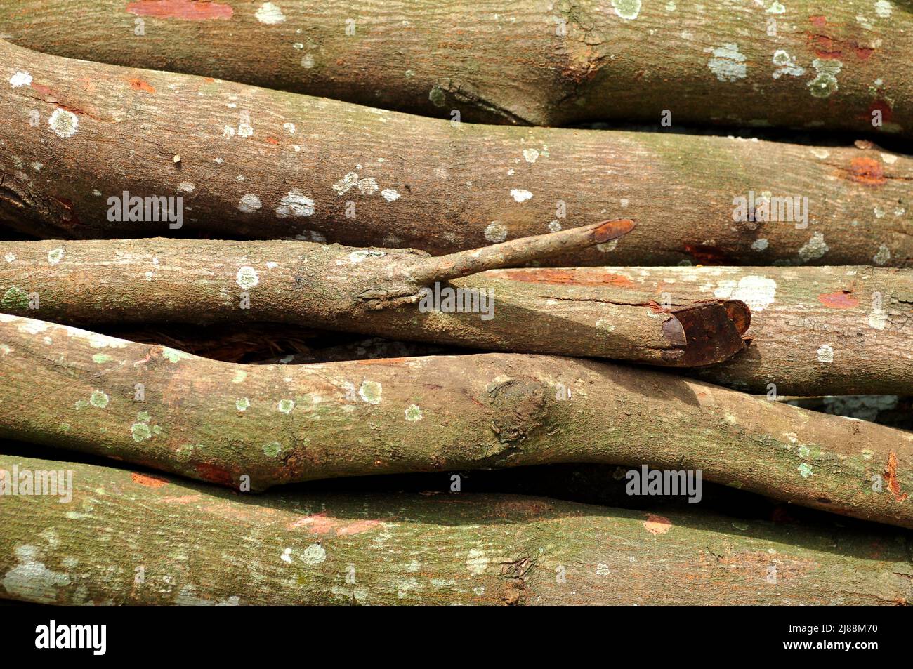 Mucchio di tagli di albero per essere usato per legna da ardere Foto Stock