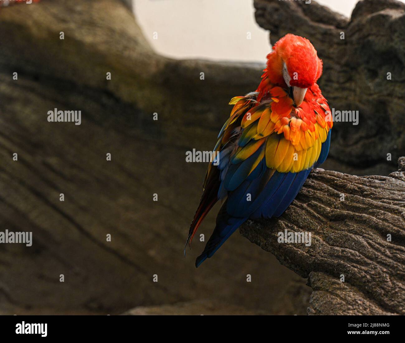Il macaw scarlatto (Ara macao) è un pappagallo sudamericano grande, rosso, giallo e blu Foto Stock