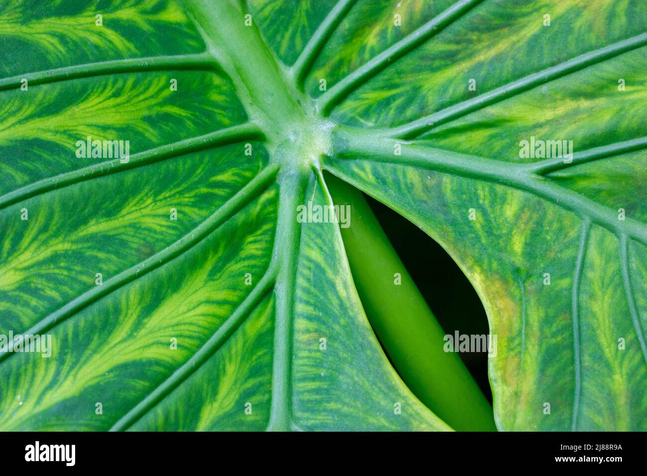 Alocasia Macrorhizo verde esotico foglia texture. Pianta tropicale della famiglia Arum. Foto Stock
