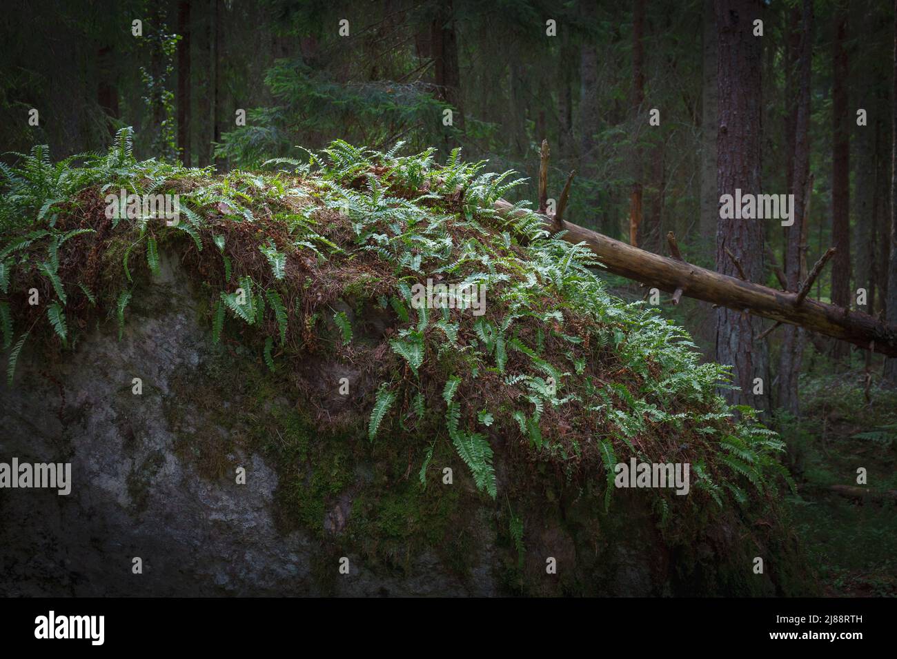 Grande pietra coperta da muschio, erba e altro verde. Boschi del Nord Europa. Foto Stock