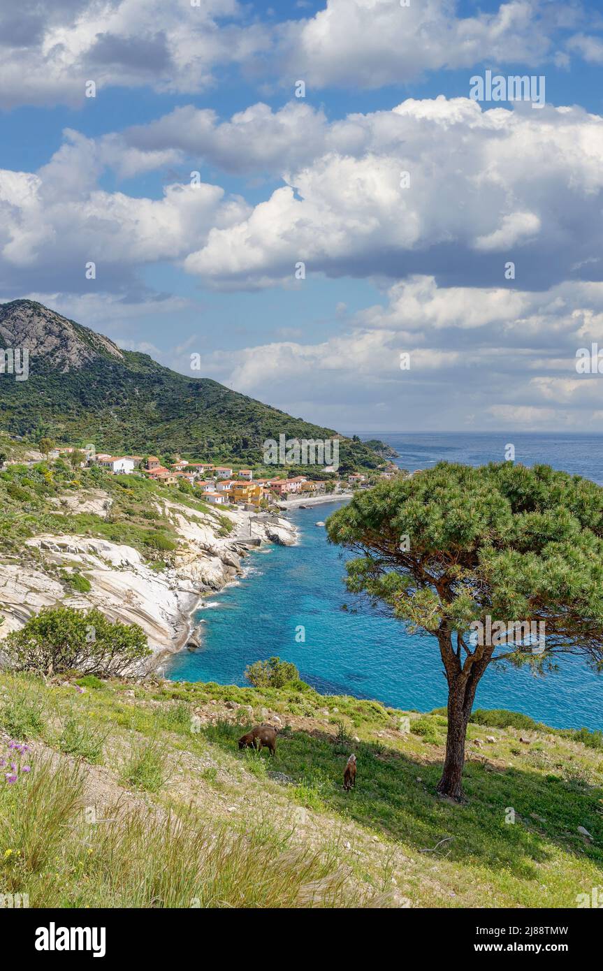 Pomonte,Isola d'Elba,Toscana,Mar mediterraneo,Italia Foto Stock