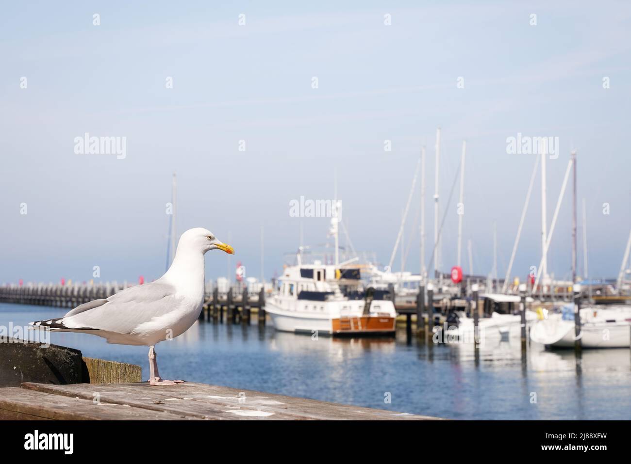 Seagull sul molo nel porto. Barche in marina sullo sfondo. Sfondo tranquillo e marittimo con spazio di copia per testo e design. Foto Stock