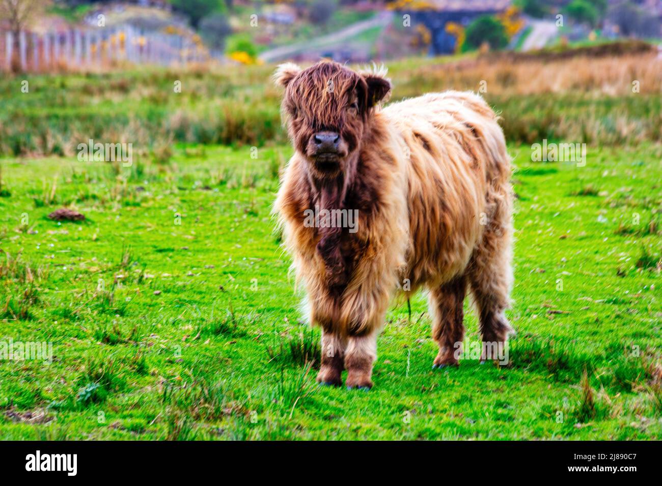 Il carino mucca Hielan coo delle Highlands rosse girovaga libero nel villaggio di Plockton, parte della costa settentrionale 500, Highlands, Scozia Foto Stock