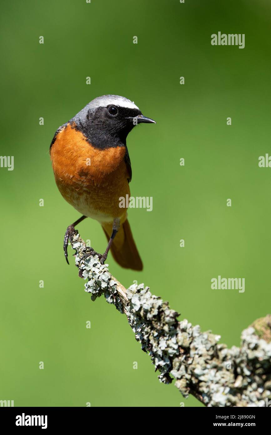 Maschio Redstart europea (Phoenicurus phoenicurus) in un Western bosco di querce nel Peak District. Foto Stock