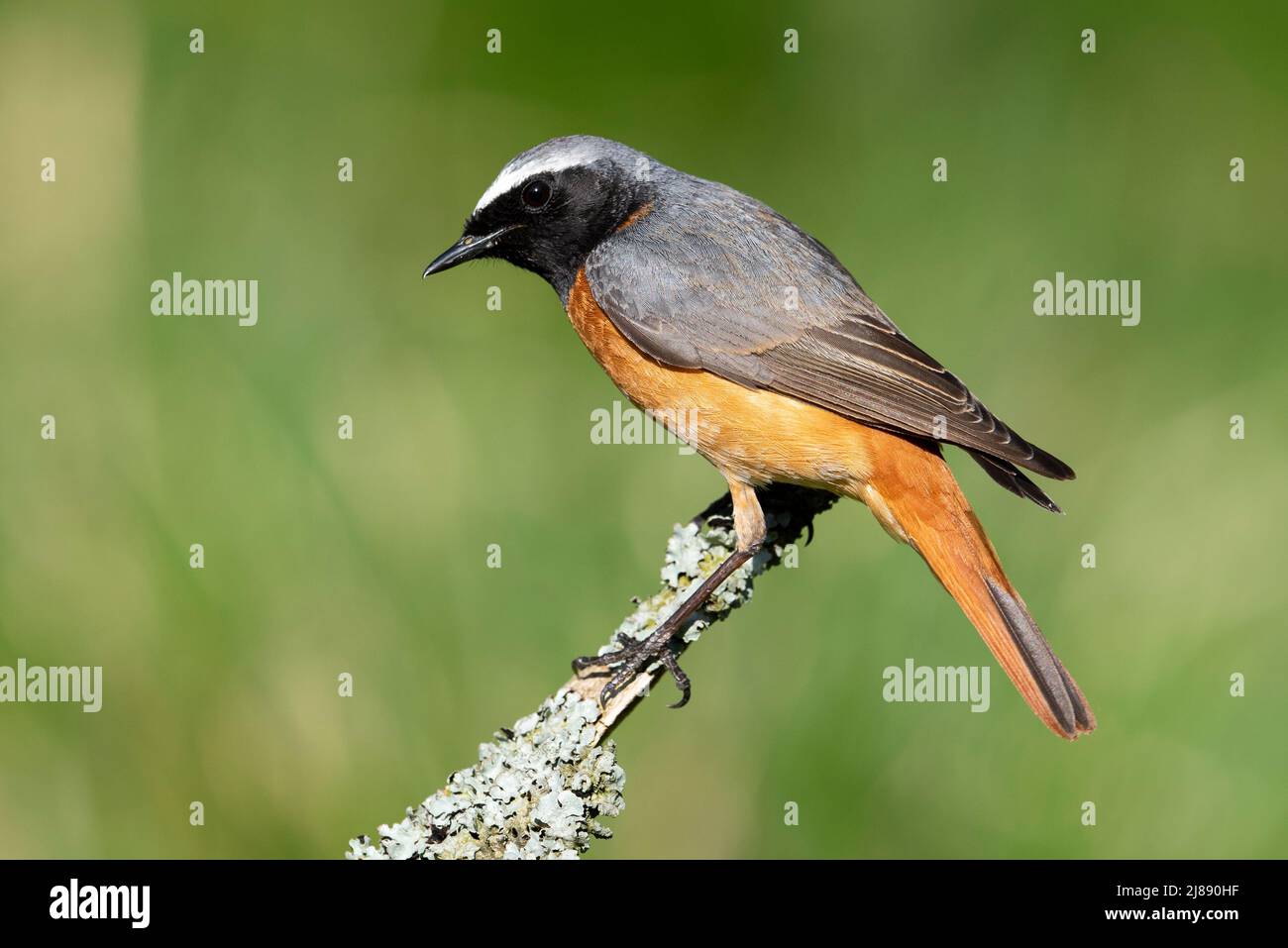 Maschio Redstart europea (Phoenicurus phoenicurus) in un Western bosco di querce nel Peak District. Foto Stock