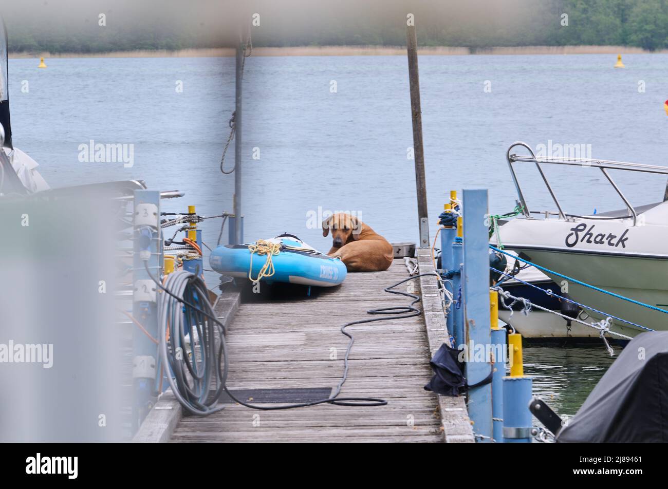 Joachimsthal, Germania. 14th maggio 2022. Un cane si trova su un molo tra le barche. Al Werbellensee le barche sono preparate per la stagione estiva. Credit: Annette Riedl/dpa/Alamy Live News Foto Stock