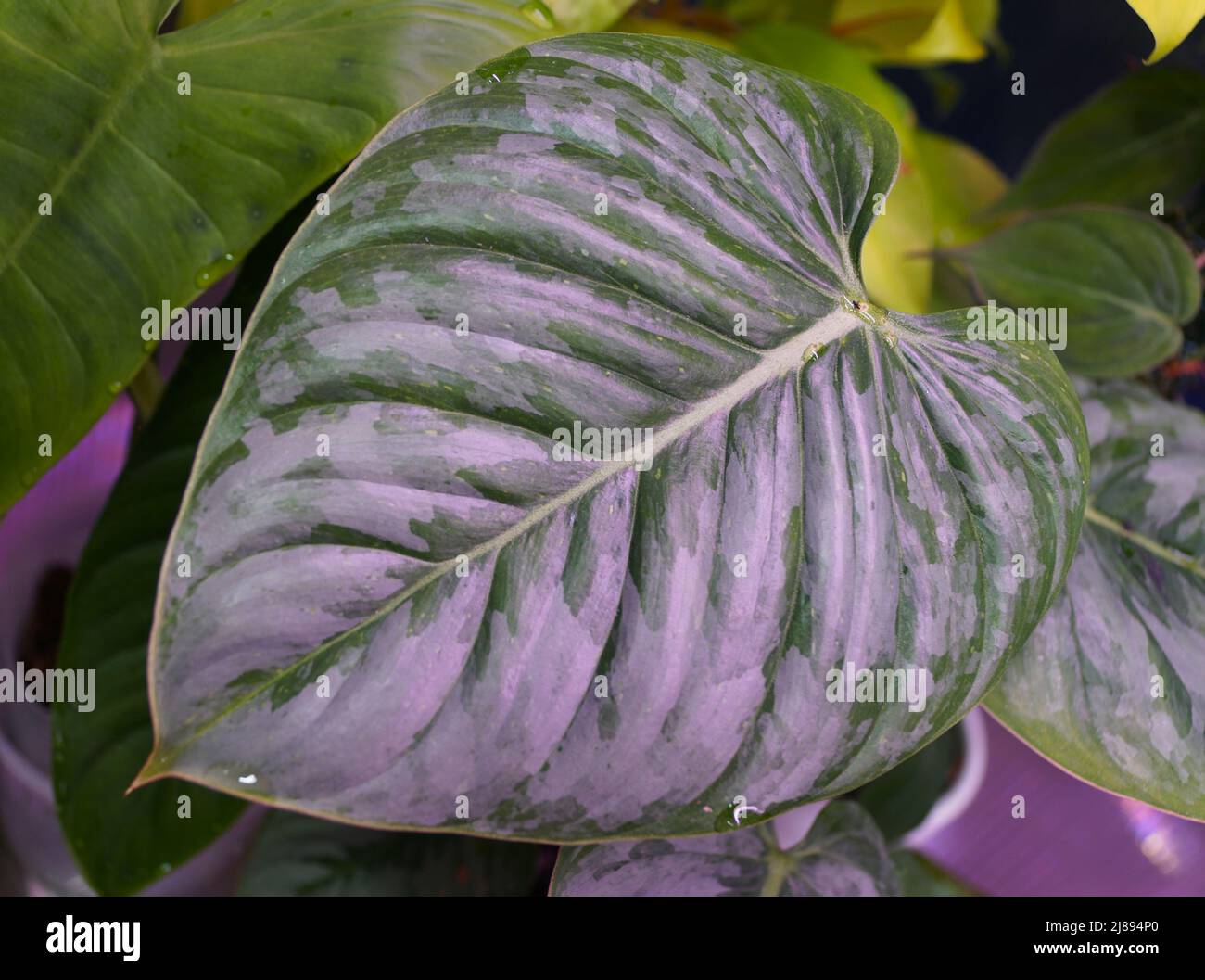 Primo piano della bella foglia verde e argento di Philodendron Sodiroi Foto Stock