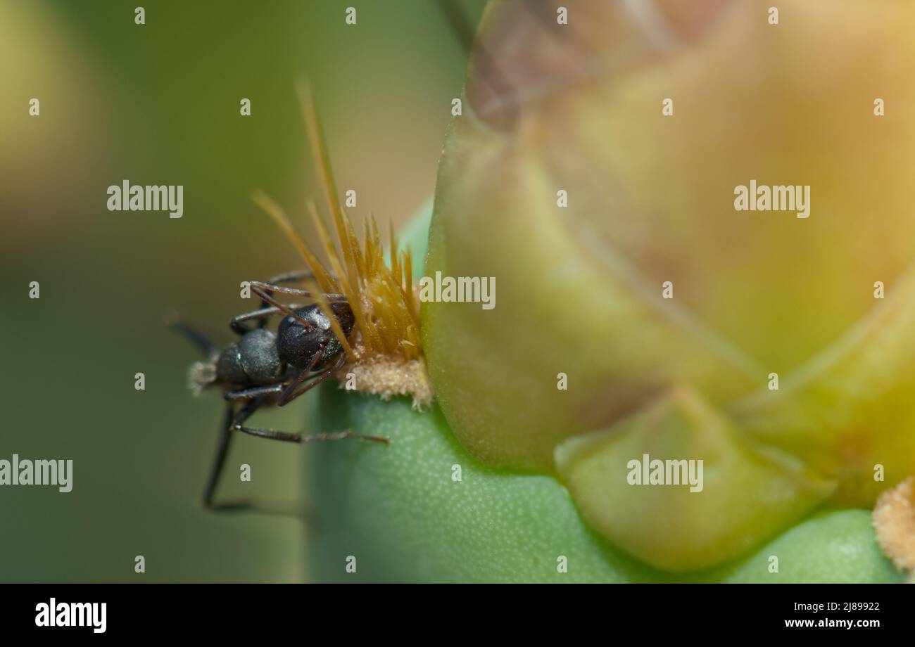 Carpentiere formica Camponotus sericeus che si alimenta su un Prickly pera Opuntia sp. Parco Nazionale di Langue de Barbarie. Gandiol. Saint-Louis. Senegal. Foto Stock