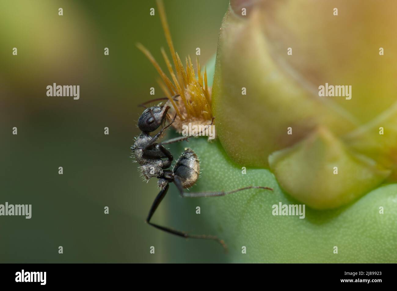 Carpentiere formica Camponotus sericeus che si alimenta su un Prickly pera Opuntia sp. Parco Nazionale di Langue de Barbarie. Gandiol. Saint-Louis. Senegal. Foto Stock