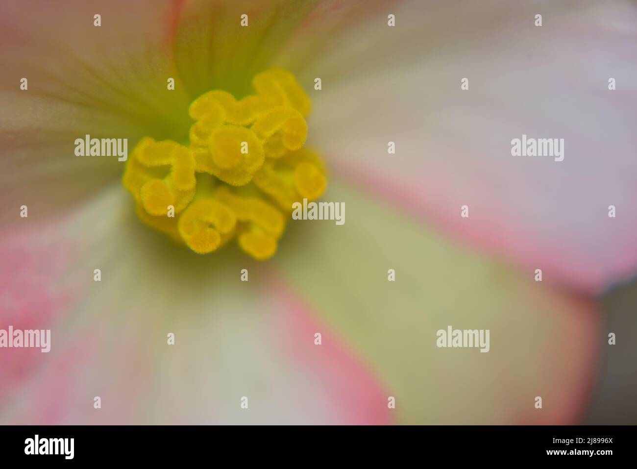 Primo piano di rosa Picotee Begonia fiore che mostra giallo stamens e rosa frange petali con un tocco impressionistico. Foto Stock