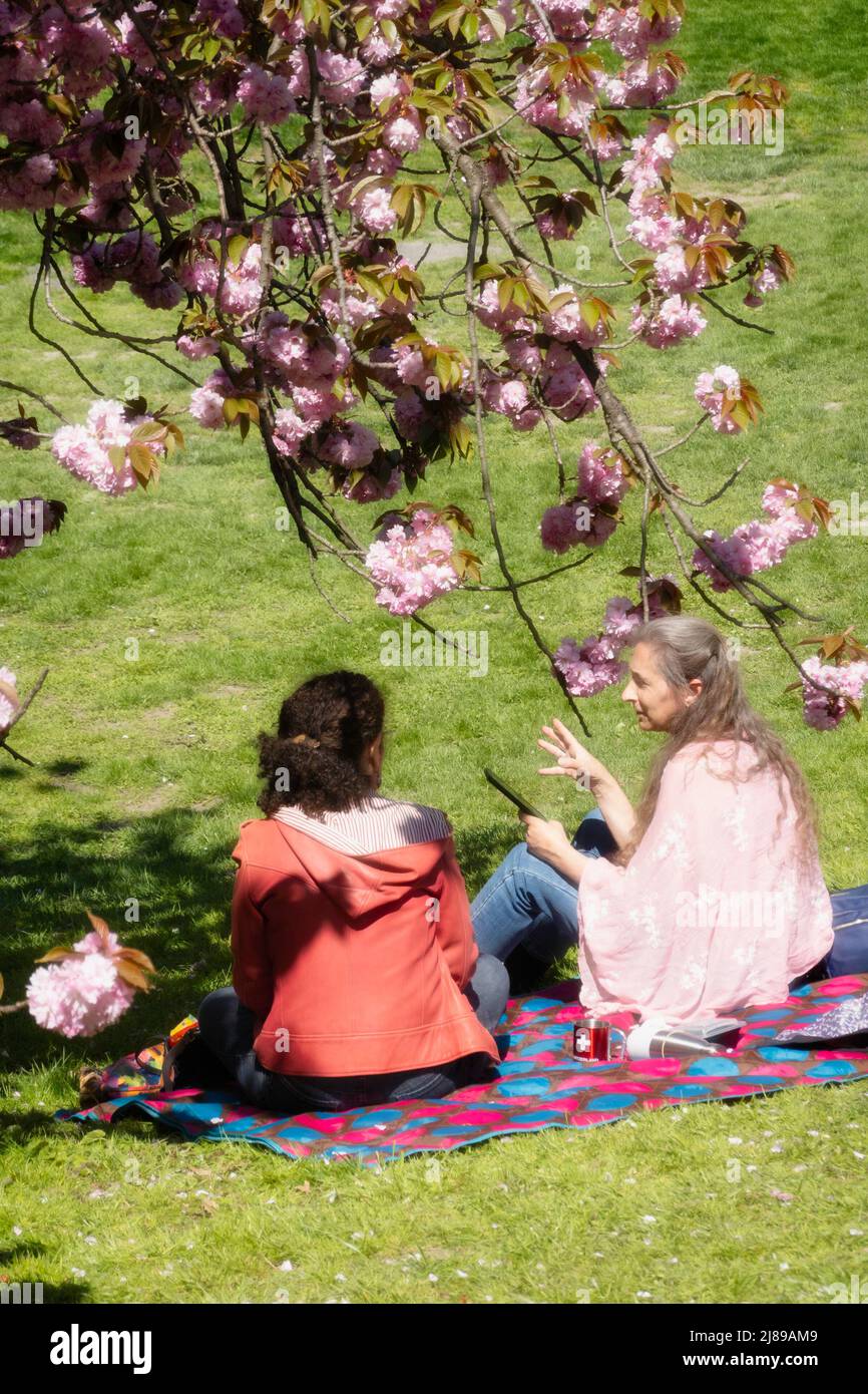 Due giovani donne che si godono un picnic primavera sotto un albero di ciliegia Kwanzan in fiore a Central Park, New York City, USA 2022 Foto Stock