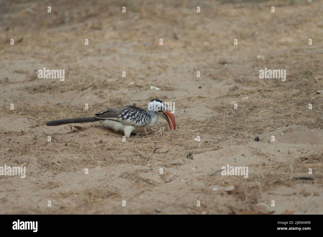 Northern red-billed hornbill Tockus erythrorhynchus kempi alla ricerca di cibo. Parco Nazionale di Langue de Barbarie. Saint-Louis. Senegal. Foto Stock