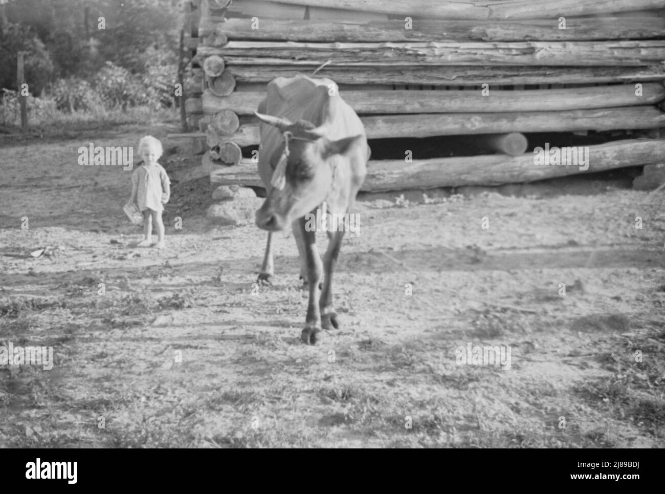 Squeakie Burroughs e mucca vicino al fienile, Hale County, Alabama. Foto Stock