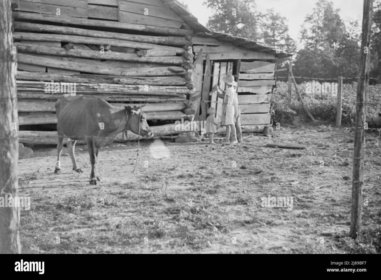 Burroughs bambini e mucca vicino al granaio, Hale County, Alabama. Foto Stock
