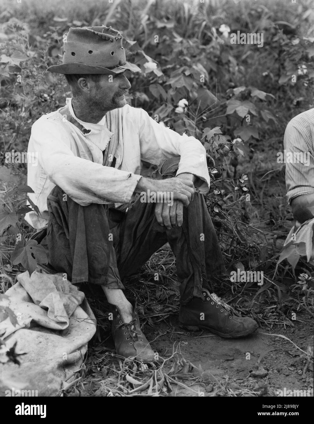 Bud Fields nella sua toppa di cotone. Contea di Hale, Alabama. Foto Stock