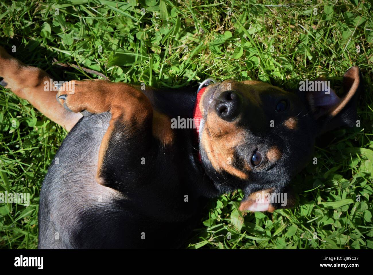 Dachshund giocoso, Dachshund Puppy su IT's Back Foto Stock