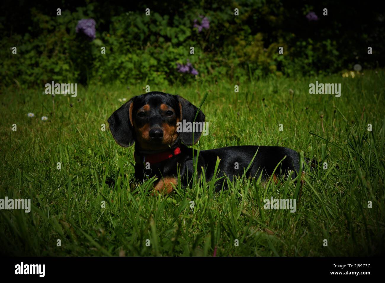 Dachshund giacente in un campo Foto Stock