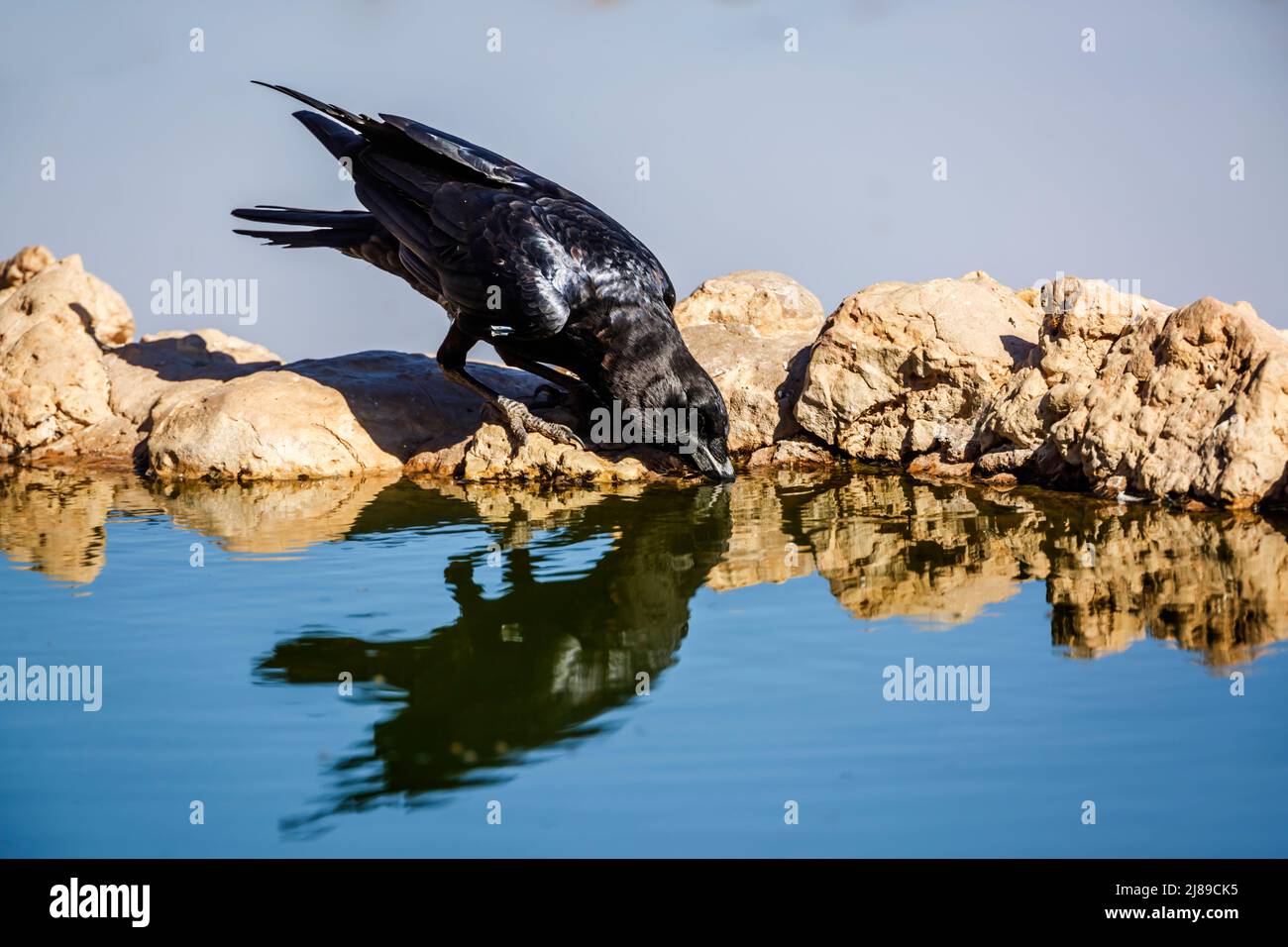 Cape Crow bere all'acquedotto nel parco di Kgalagadi transfrontier, Sudafrica; specie Corvus capensis famiglia di Corvidae Foto Stock