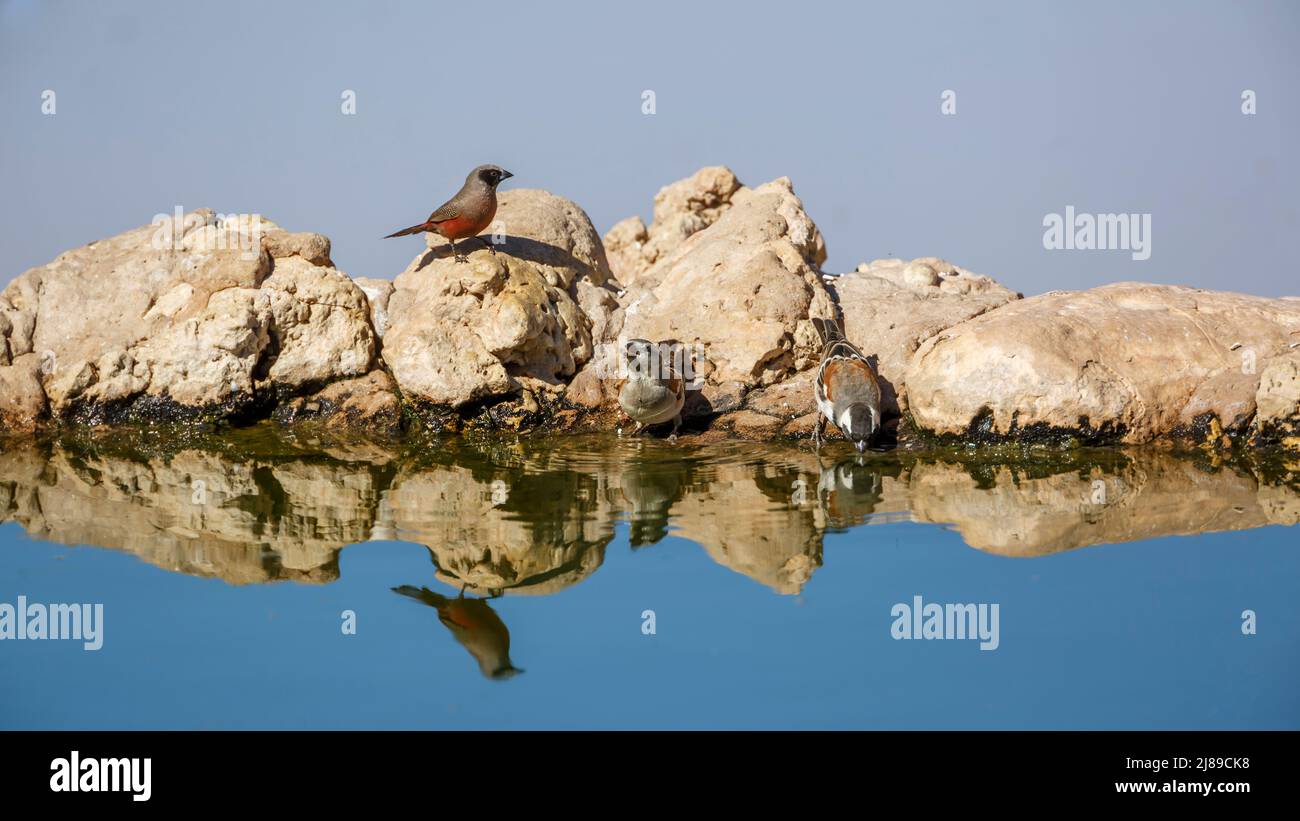 Waxbill e Capo Sparrow in un vaporetto nel parco di Kgalagadi, Sudafrica; specie Brunhilda erythronotos famiglia di Estrildidae Foto Stock