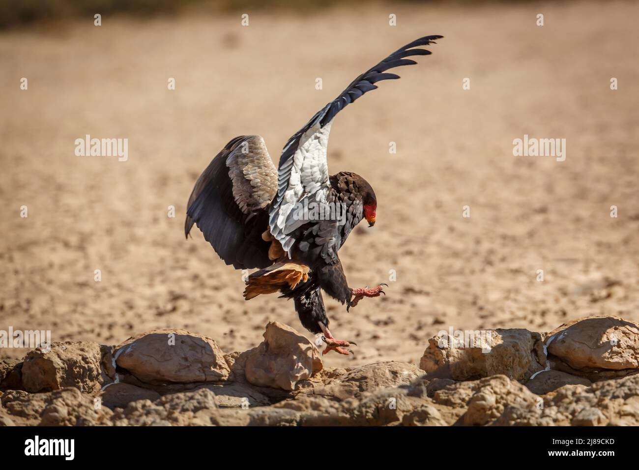 Bateleur Eagle approda in terra nel parco di Kgalagadi transfrontier, Sud Africa ; specie Terathopius ecaudatus famiglia di Accipitridae Foto Stock