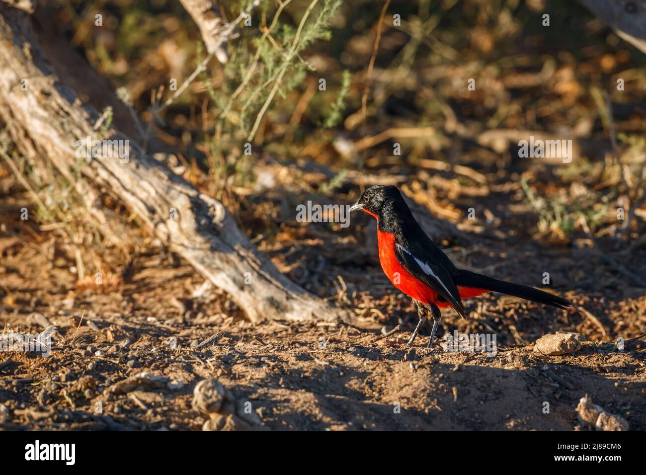 Crimson ha allevato Gonolek a terra nel parco di Kgalagadi, Sudafrica; specie Laniarius atrococcineus famiglia di Malaconotidae Foto Stock