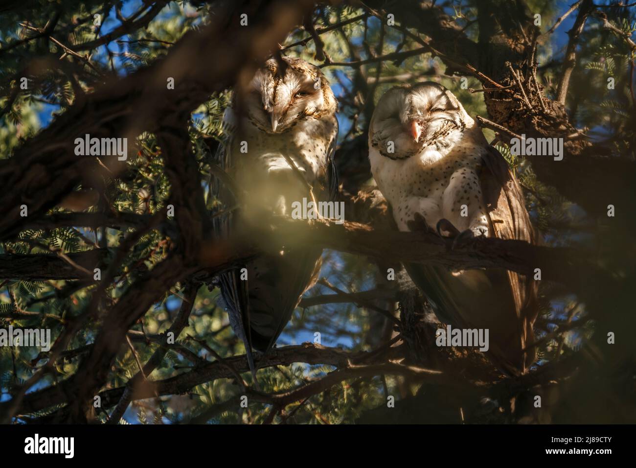 Coppia di gufo del Barn occidentale che si trova in un albero nel parco di trasferimento di Kgalagadi, Sud Africa; specie Tito alba famiglia di Strigidae Foto Stock