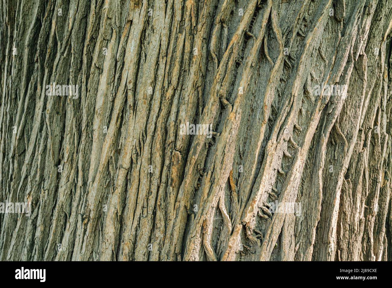 Modello curvy spaccato di vecchia corteccia di acacia. Corteccia in rilievo di colore naturale e motivo astratto. Struttura in legno marrone con crepe e patter in legno Foto Stock