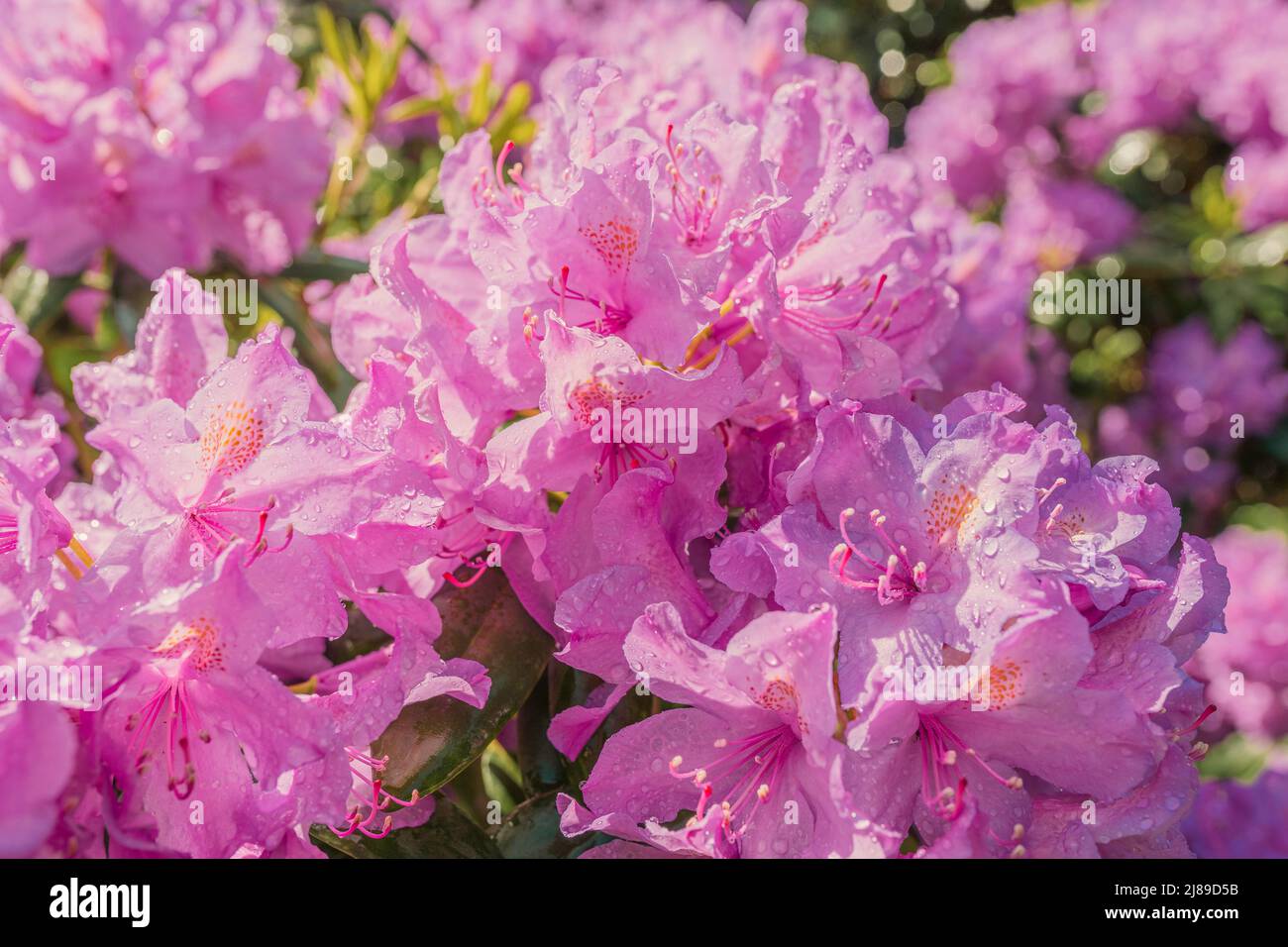 fiori rosa di rododendro con gocce d'acqua dalla pioggia o annaffiare al sole. sfondo rosa fiore naturale Foto Stock