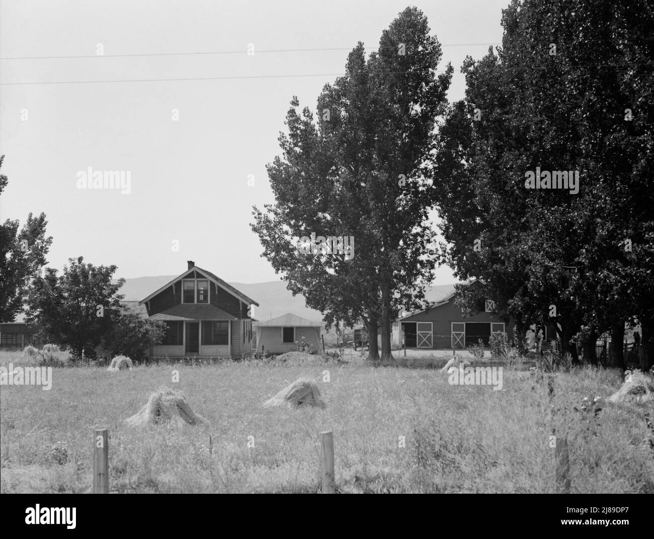 Programma di acquisto del locatario (Farm Security Administration). Un'altra vista della fattoria di E. Houston. Washington, Contea di Yakima, ad ovest di Toppenish. Foto Stock