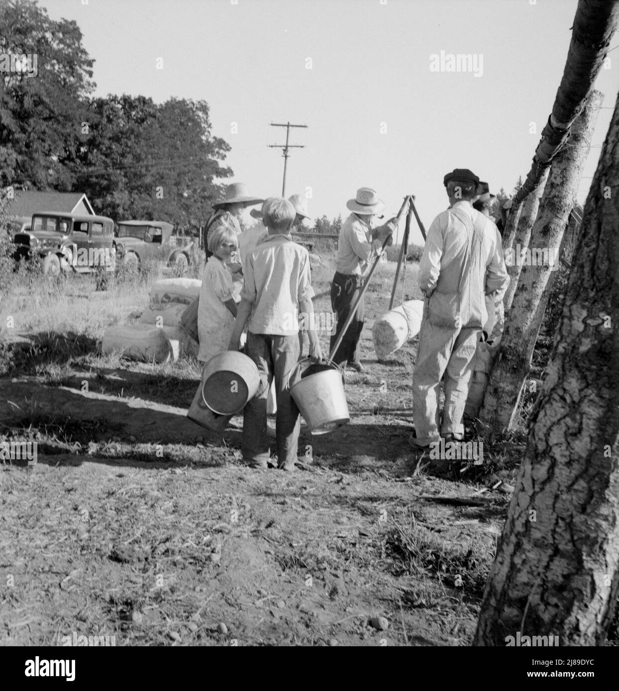 [Untitled, possibilmente collegato a: Oregon, Contea di Marion, vicino a West Stayton. Pesare i fagioli sulle bilance sul bordo del campo. Tariffa: Un dollaro per 100 sterline. Foto Stock